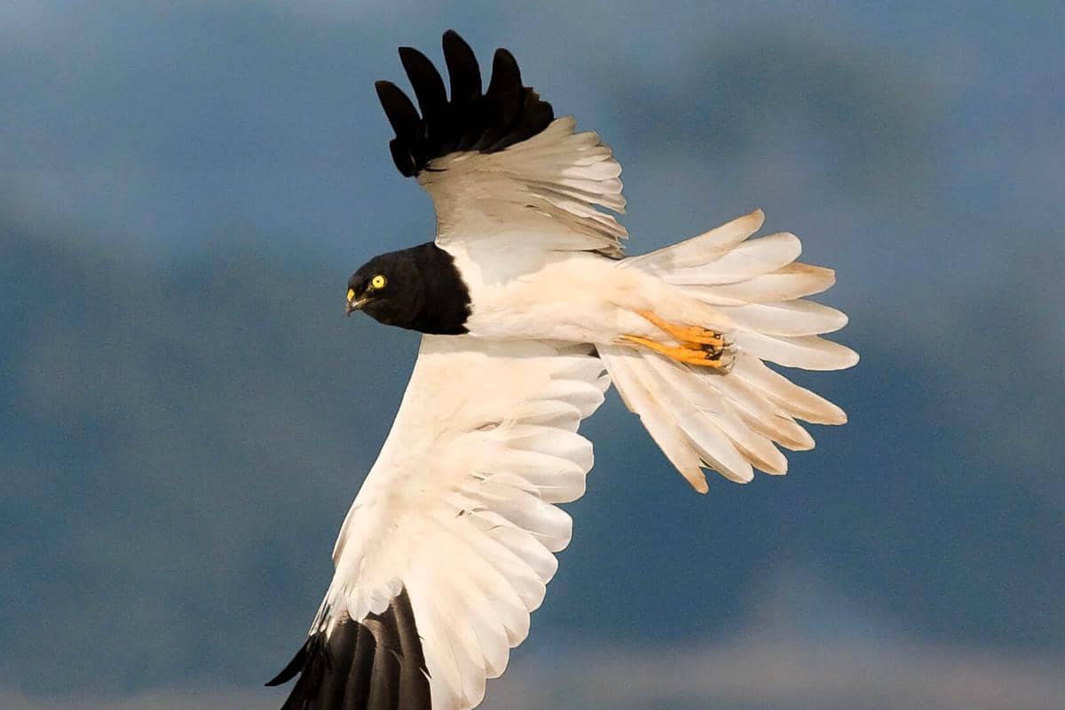 7 Fakta Elang Rawa Tangling, Burung Pemangsa yang Tampil Mencolok
