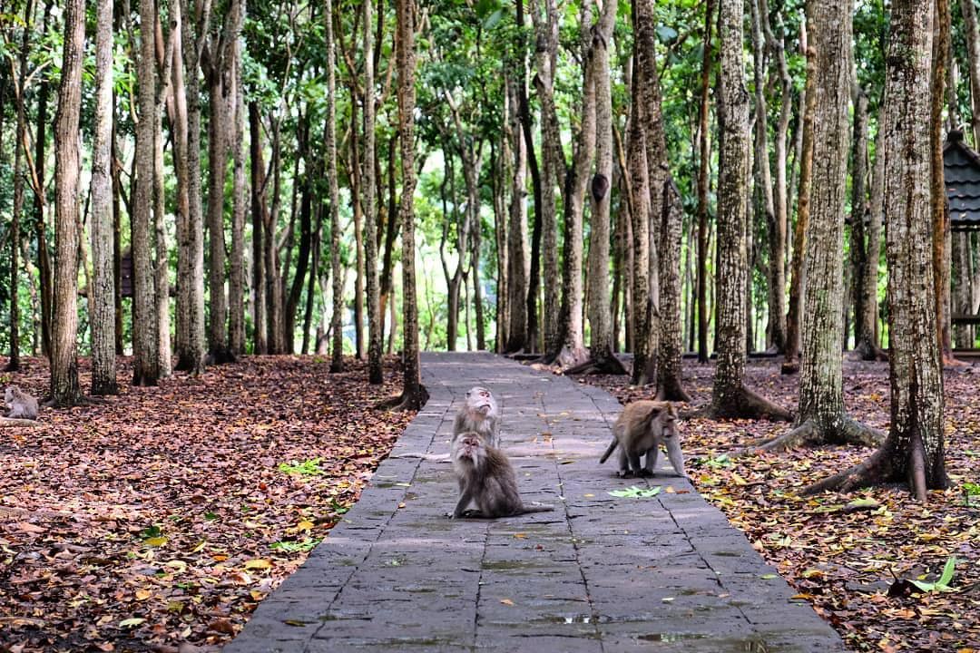 Monkey Forest Ubud (instagram.com/monkeyforestsanctuaryubud)