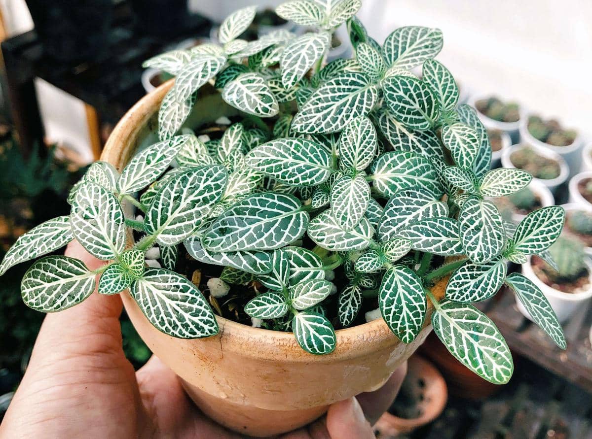 tanaman Fittonia