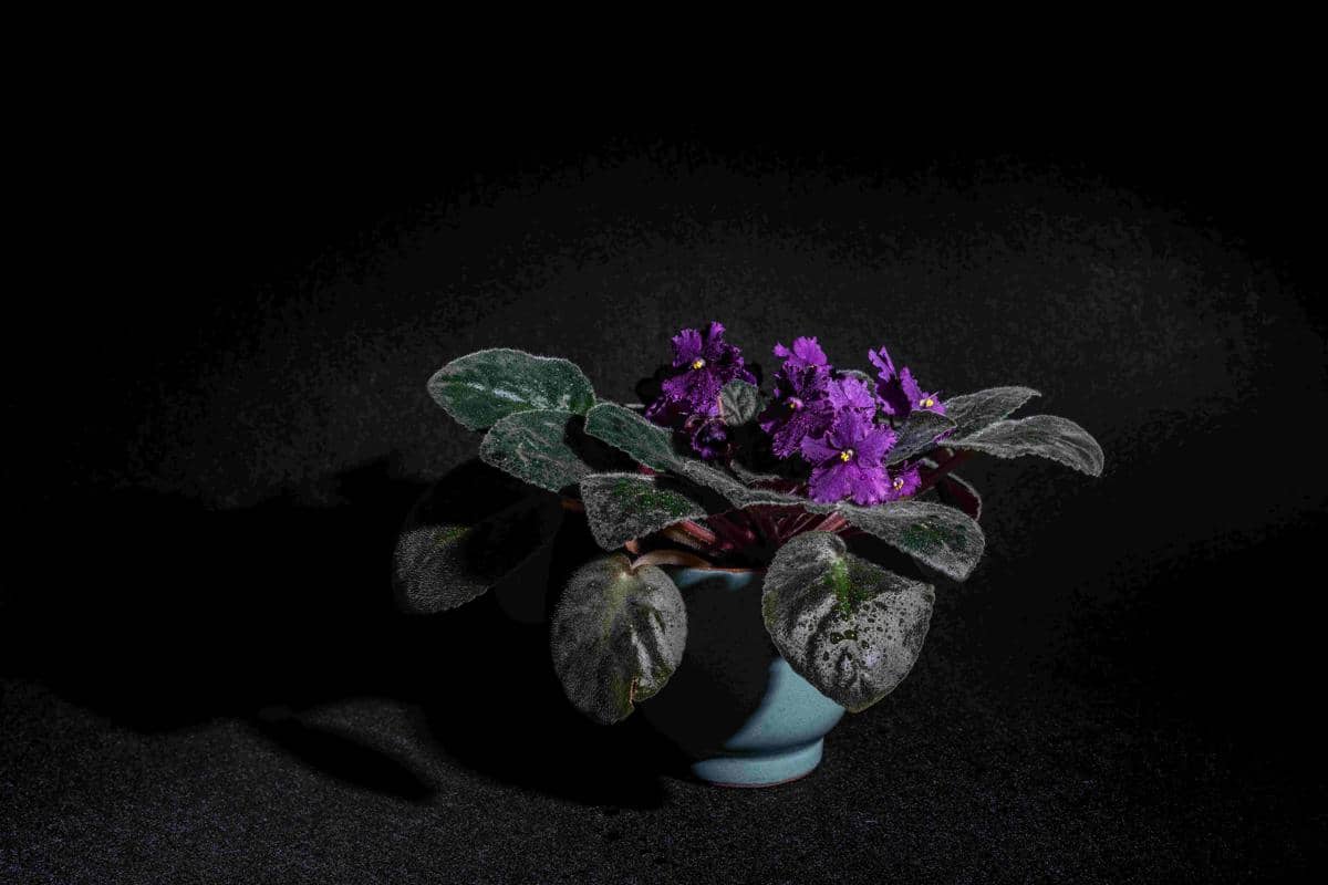 tanaman African Violet