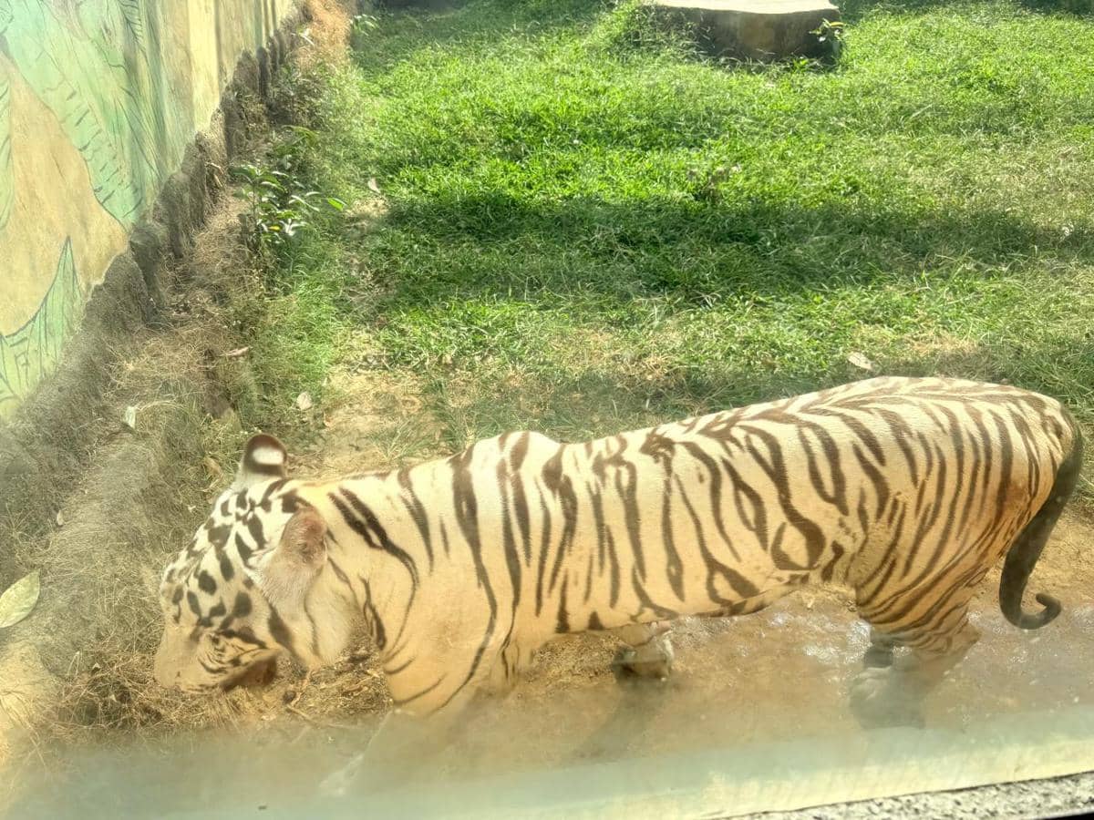 Harimau Anggun Tak Terselamatkan, Translokasi Semarang Zoo Disorot