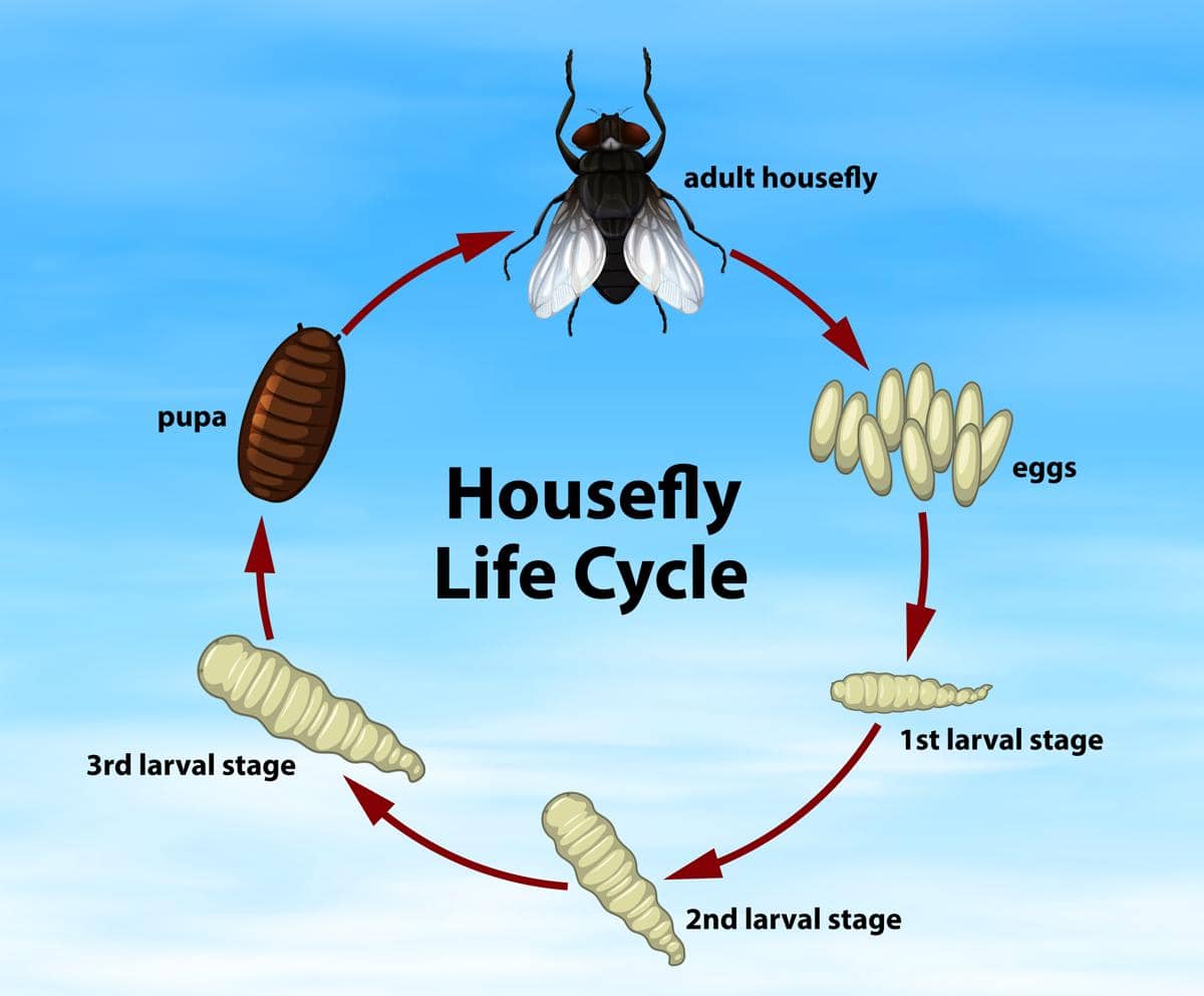 ilustrasi larva