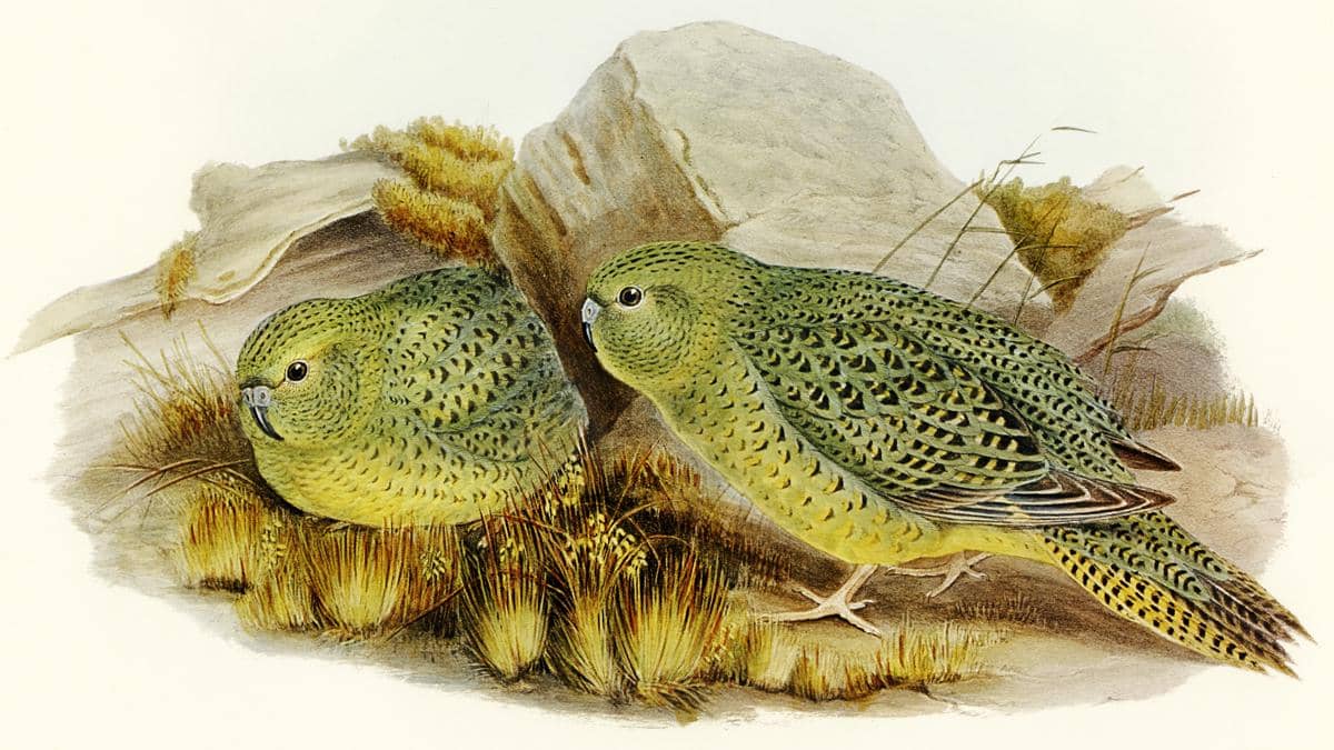 5 Fakta Menarik Night Parrot, Burung Endemik Australia yang Misterius