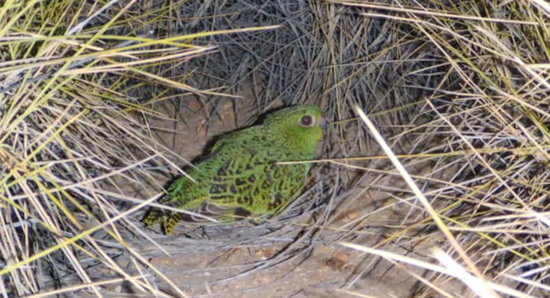Night parrot