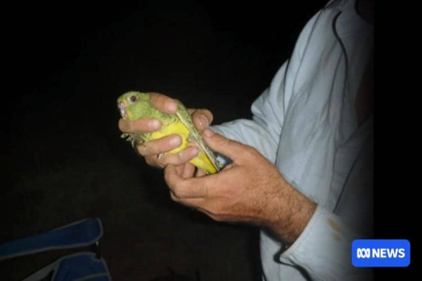 Night parrot