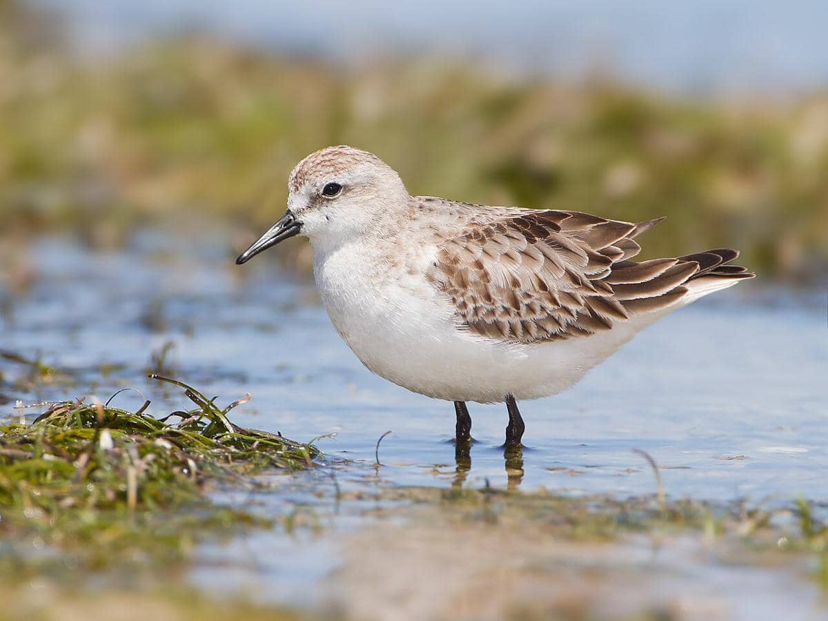 ilustrasi red necked stint (commons.wikimedia.org/JJ Harrison)