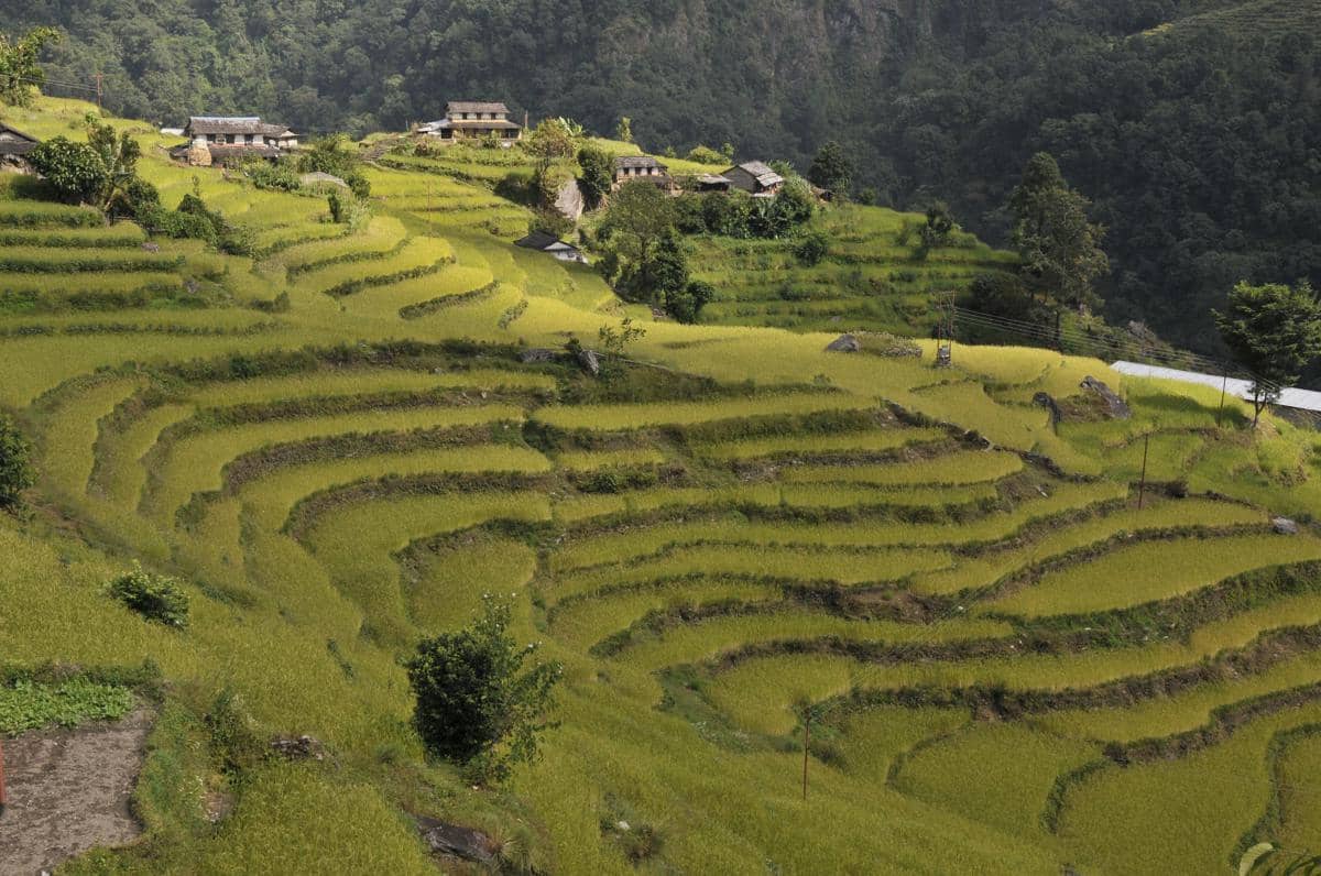 Lahan pertanian di Desa Ghandruk dibuat dengan teknik terasering.