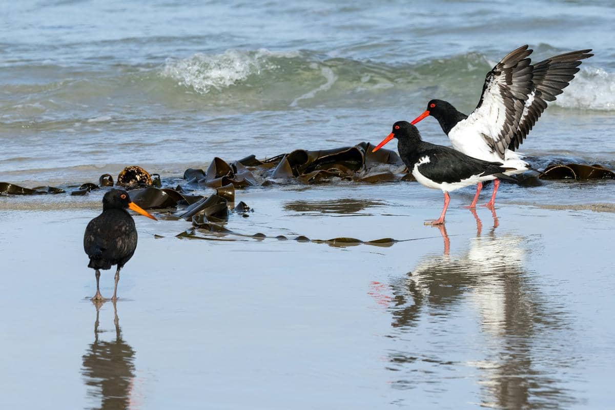 ilustrasi australian pied oystercatcher (unsplash.com/David Clode)