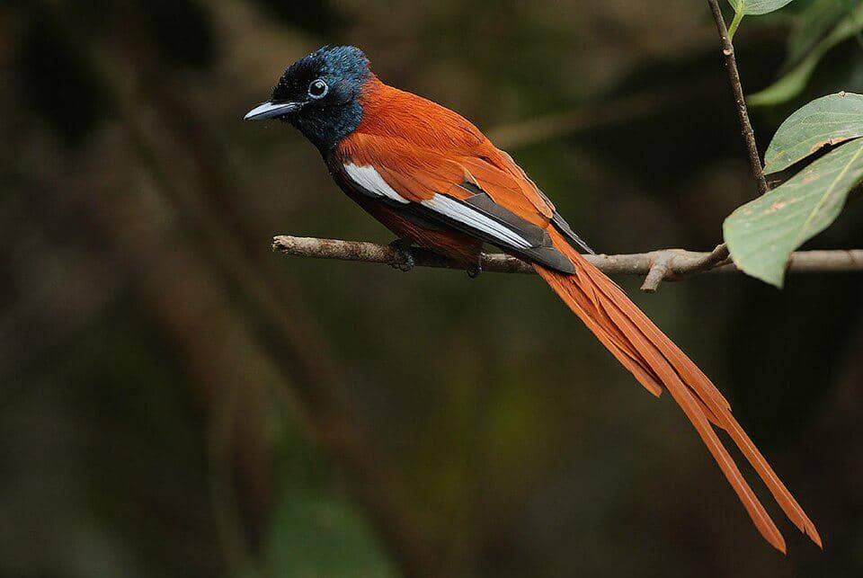 5 Fakta Black Headed Paradise Flycatcher, Burung Afrika yang Menawan
