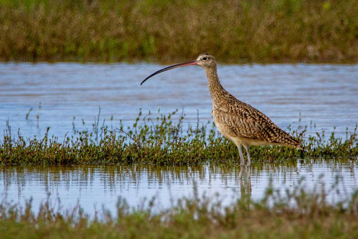 ilustrasi far eastern curlew (unsplash.com/Joshua J. Cotten)