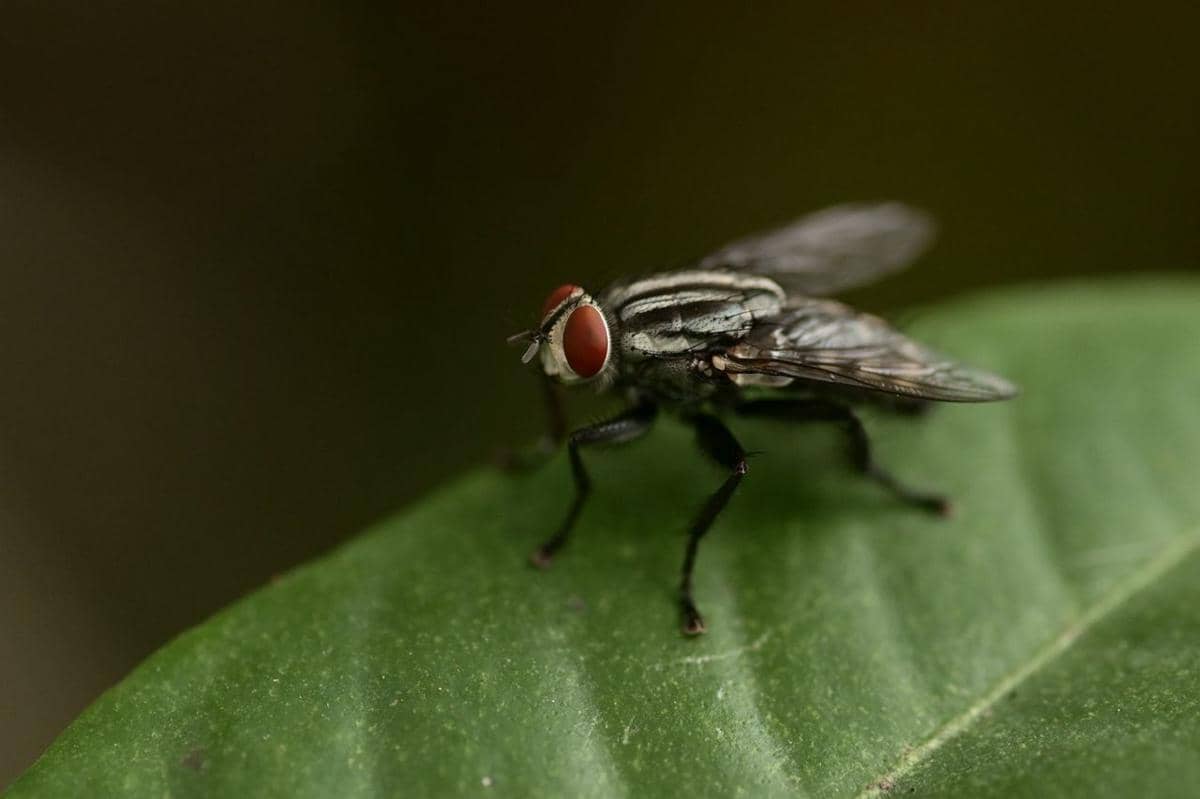 4 Siklus Hidup Lalat, Serangga Metamorfosis Sempurna