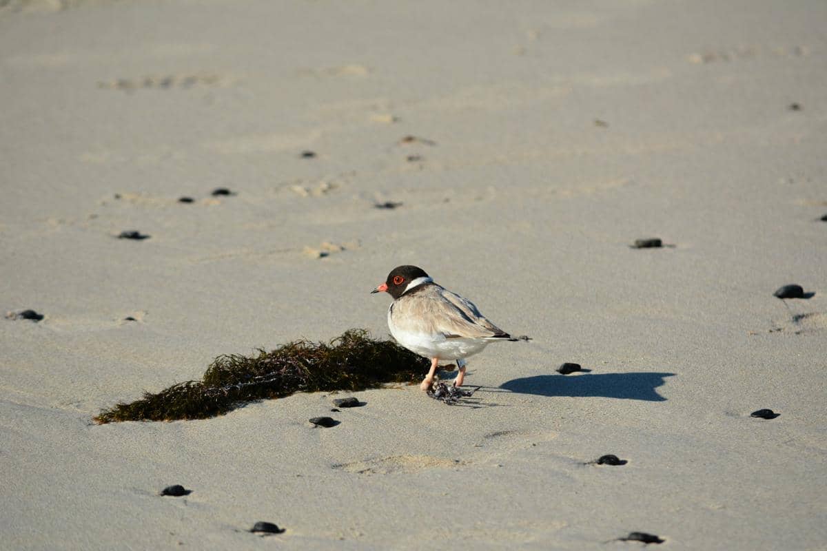 ilustrasi hooded plover (unsplash.com/Richard Lin)