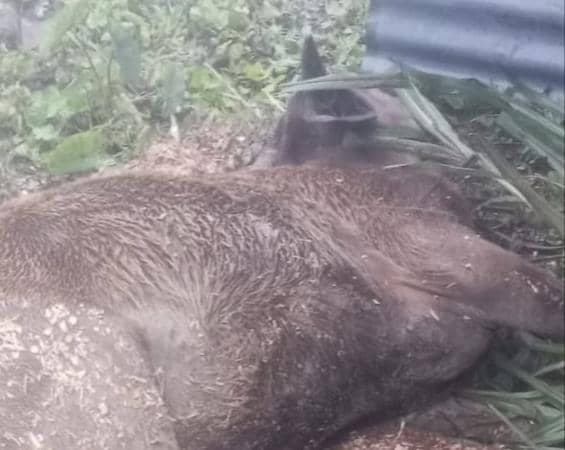 59 Sapi Mati Mendadak di TTS NTT, Diduga Tak Kuat Hadapi Cuaca Ekstrem