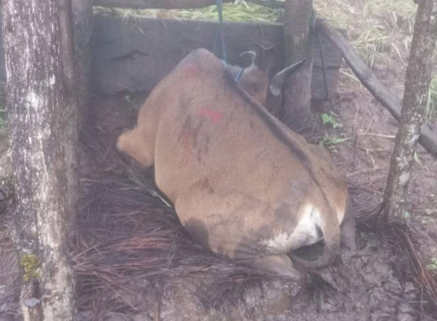 Seekor sapi terbaring mati di kawasan Timor Tengah Selatan, NTT, yang dilanda cuaca dingin ekstrem baru-baru ini.