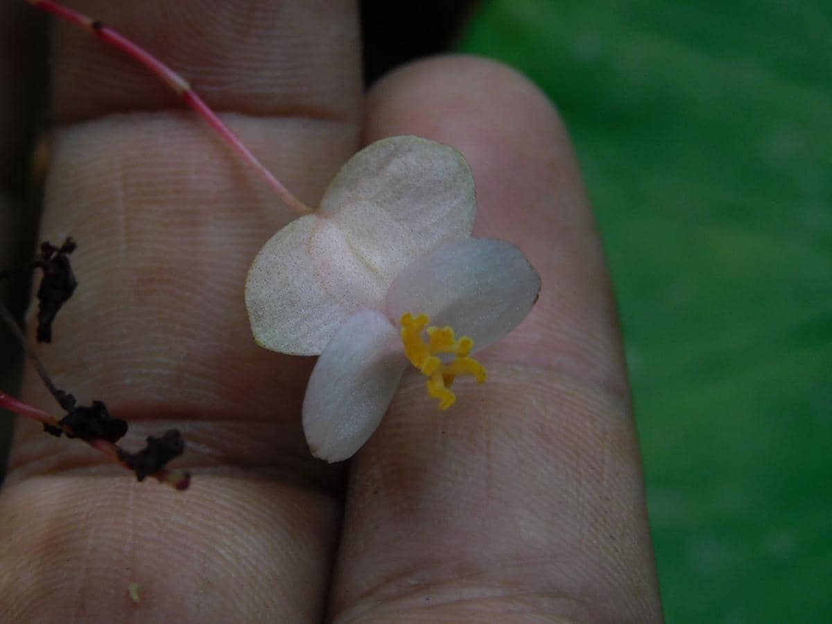 Begonia Hattae, Spesies Baru yang Mengambil Nama Wapres Asal Sumatra