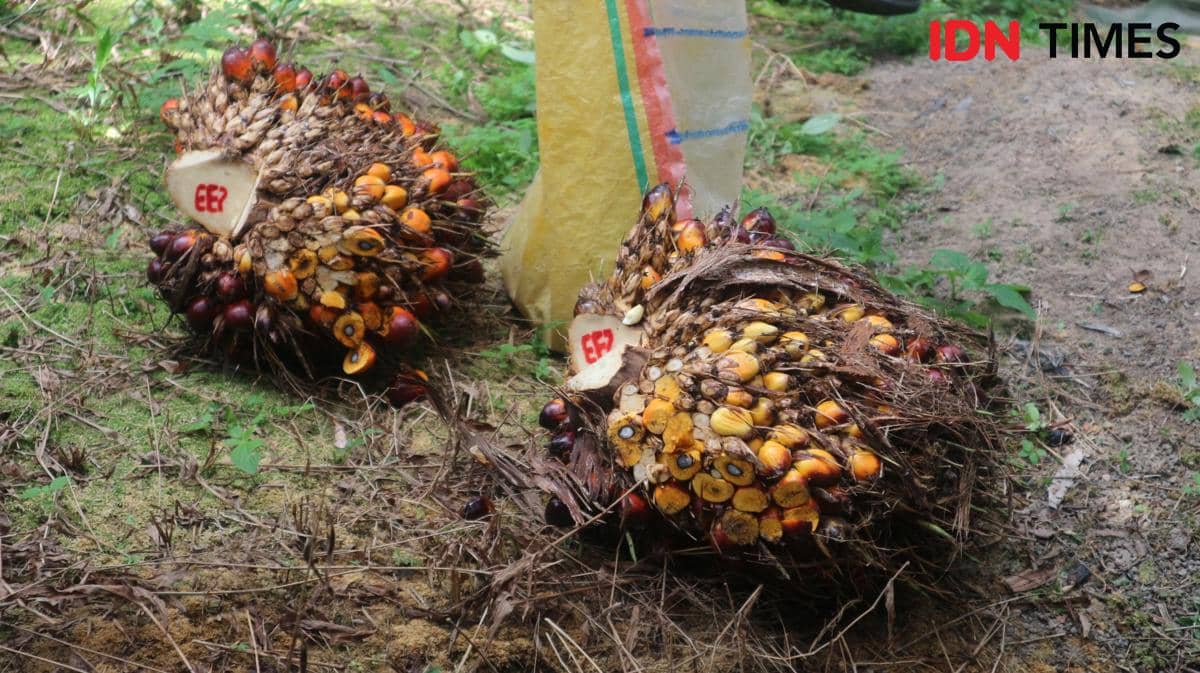 Ilustrasi buah tandan buah segar (TBS) usai panen di kebun milik PT GSIP. 