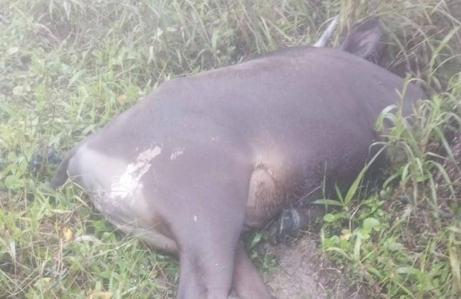 Seekor sapi mati tergeletak di wilayah Timor Tengah Selatan, NTT, akibat cuaca dingin ekstrem yang melanda daerah tersebut.