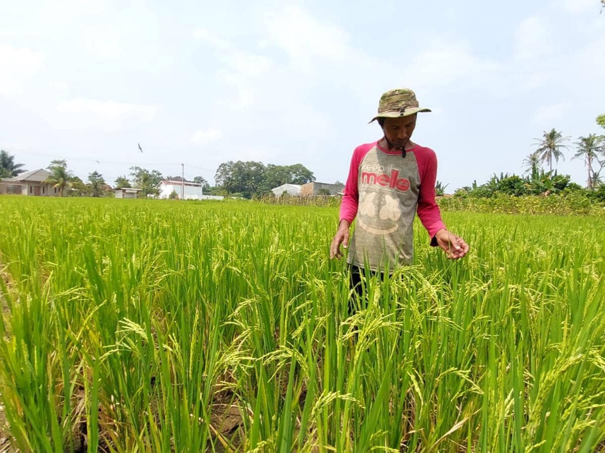 Sawah Mengering Imbas El Nino, Petani Pesawaran Terancam Gagal Panen