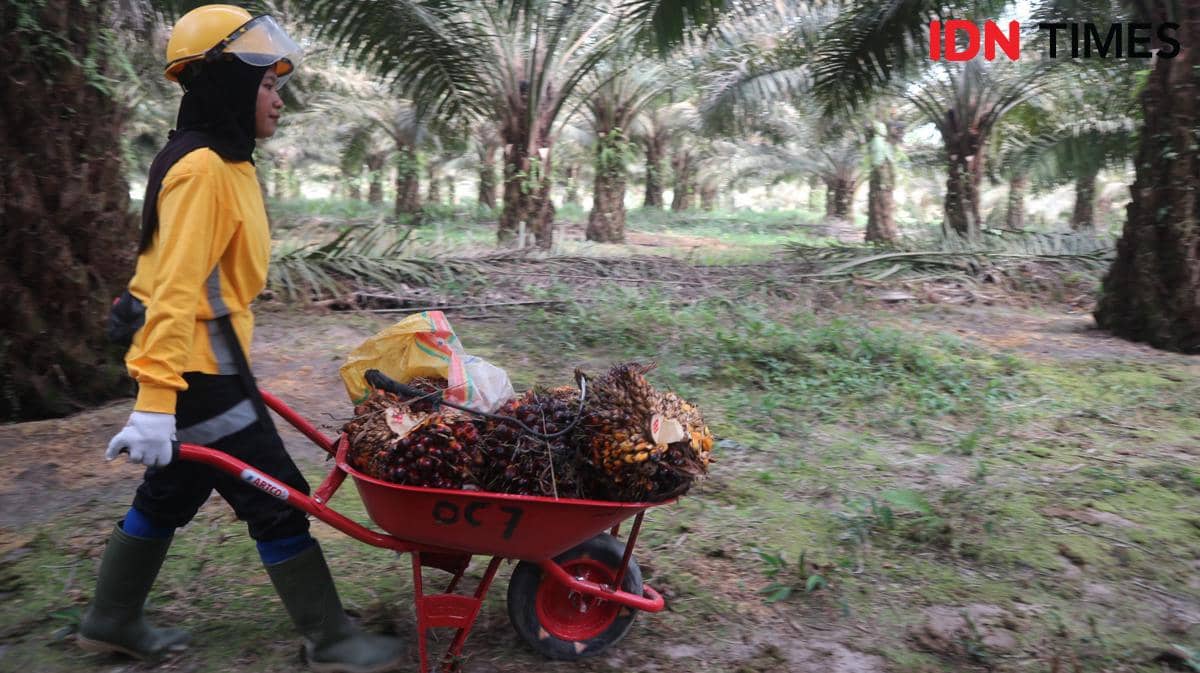 Pekerja PT GSIP, anak perusahaan Astra Agro Lestari, membawa TBS menuju titik pengumpulan. (IDN Times/Dheri A) 