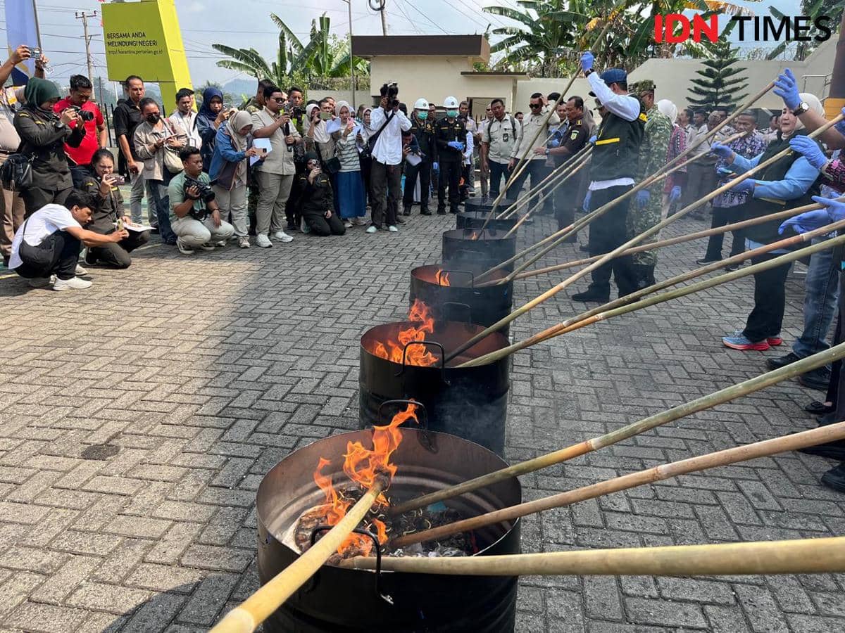 Kegiatan pemusnahan bibit sawit ilegal dilakukan Karantina Lampung dan dihadiri oleh Kepala Badan Karantina Indonesia, Abdul Kadir Karding.