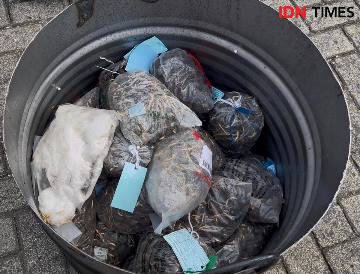Kegiatan pemusnahan bibit sawit ilegal dilakukan Karantina Lampung dan dihadiri oleh Kepala Badan Karantina Indonesia, Abdul Kadir Karding. (IDN Times/Tama Yudha Wiguna).