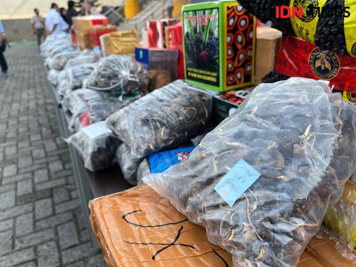 Kegiatan pemusnahan bibit sawit ilegal dilakukan Karantina Lampung dan dihadiri oleh Kepala Badan Karantina Indonesia, Abdul Kadir Karding. (IDN Times/Tama Yudha Wiguna). 