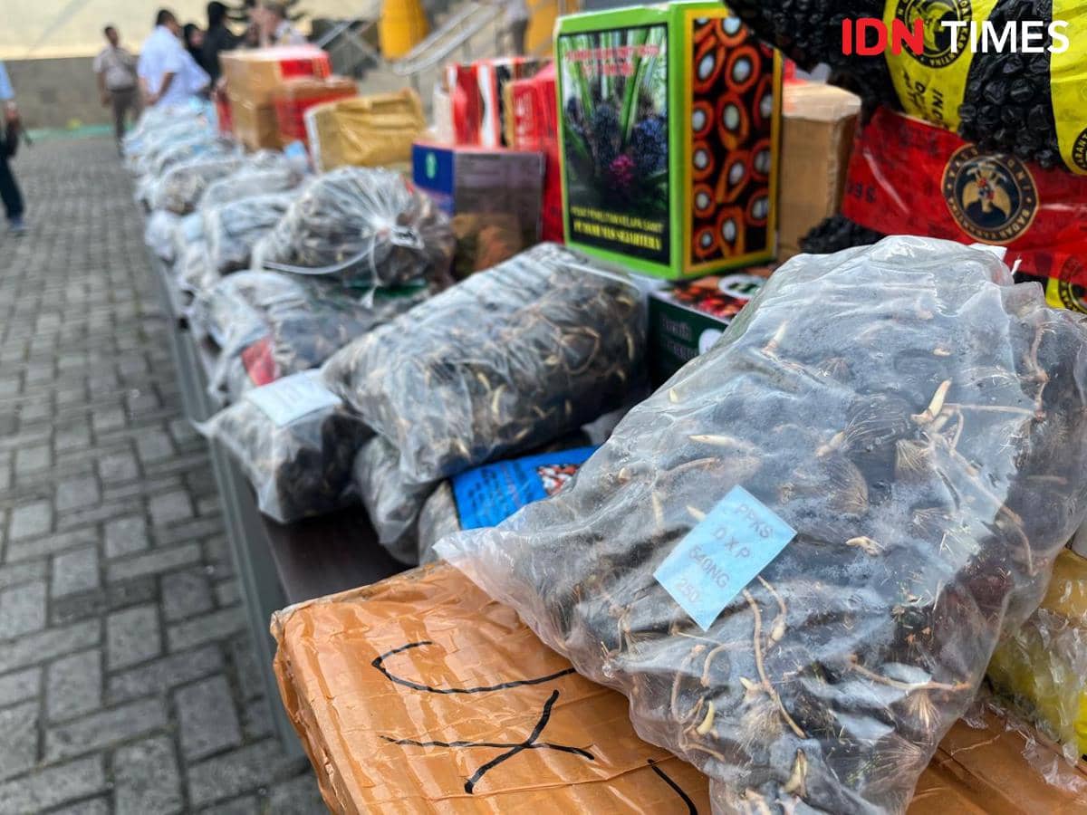 Modus Bibit Sawit Ilegal di Lampung, Dijual di Marketplace Identitas Palsu