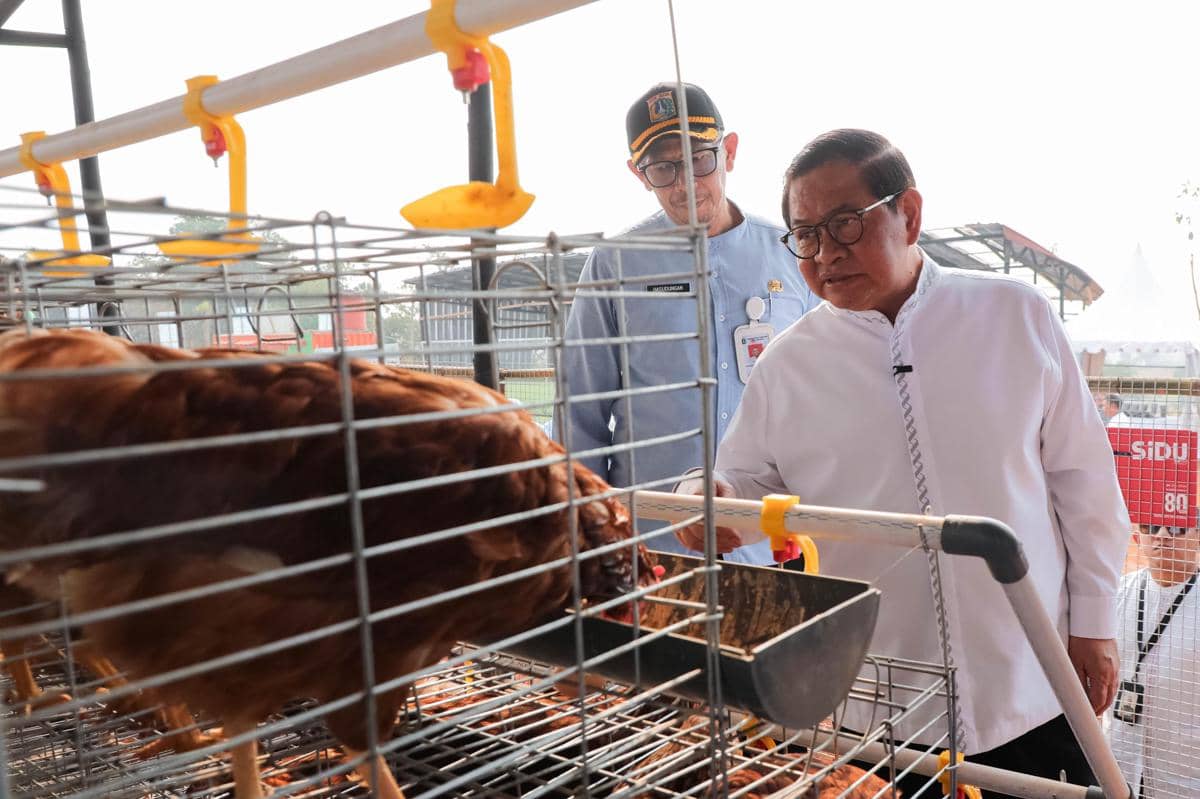 Gubernur Pramono Anung cek Kawasan Peternakan di Ciangir Banten, Jumat (31/7/2026).