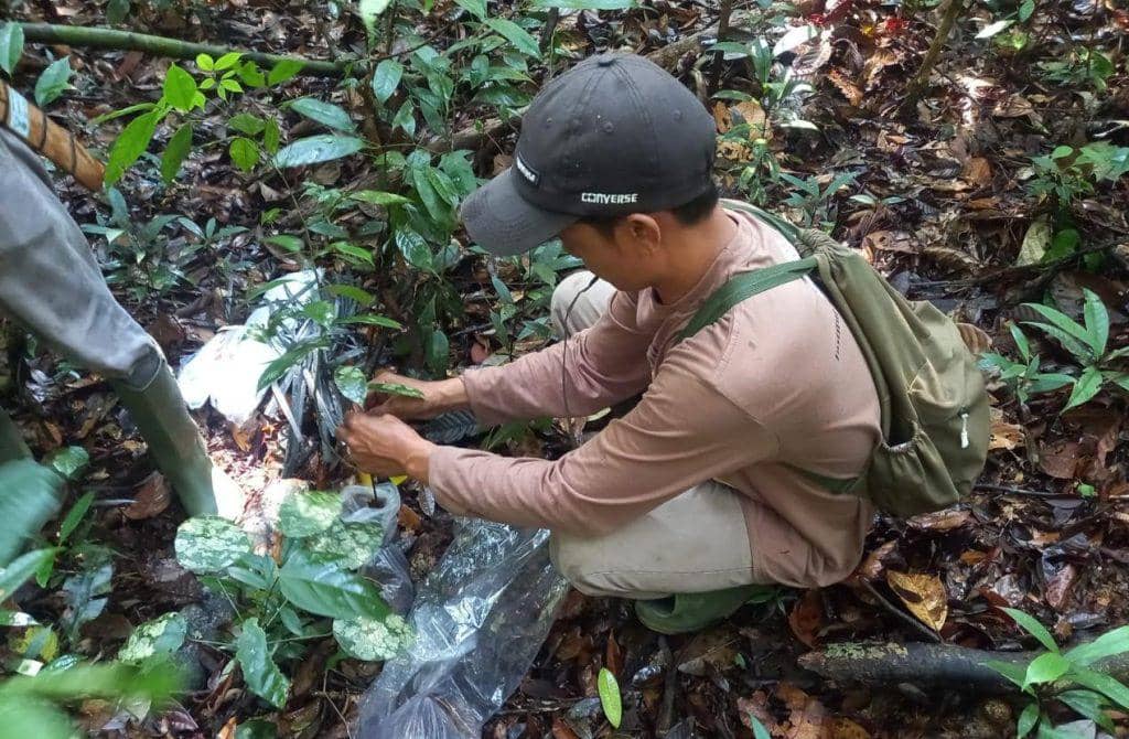 Ratusan Flora Langka dari Tesso Nilo Jadi Koleksi Kebun Raya Itera