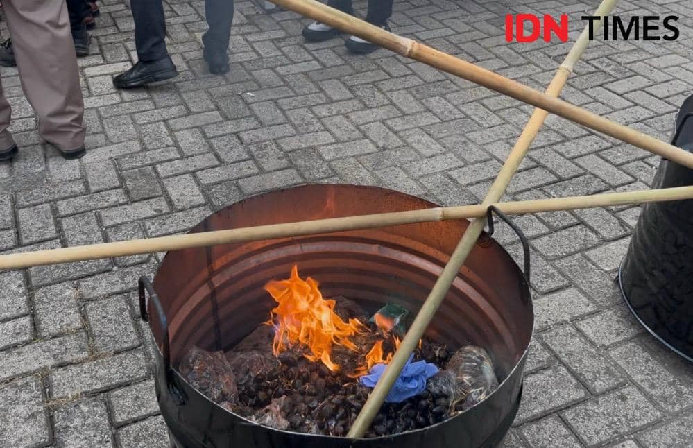 Kegiatan pemusnahan bibit sawit ilegal dilakukan Karantina Lampung dan dihadiri oleh Kepala Badan Karantina Indonesia, Abdul Kadir Karding. (IDN Times/Tama Yudha Wiguna). 