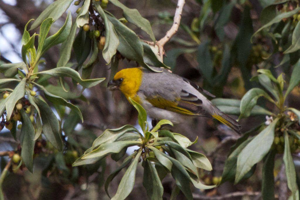 Burung palila