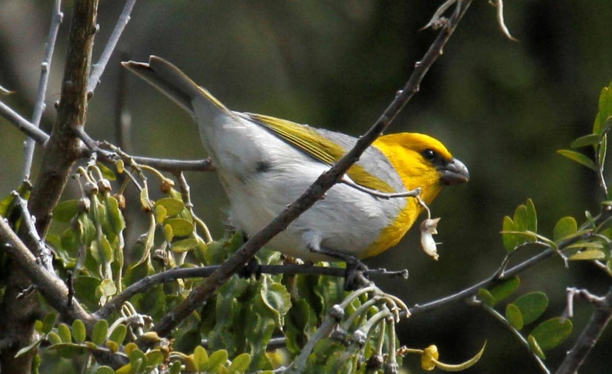 Burung palila