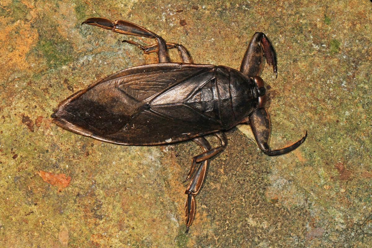 5 Fakta Kepik Air Raksasa, Predator Air Tawar yang Tak Kenal Takut