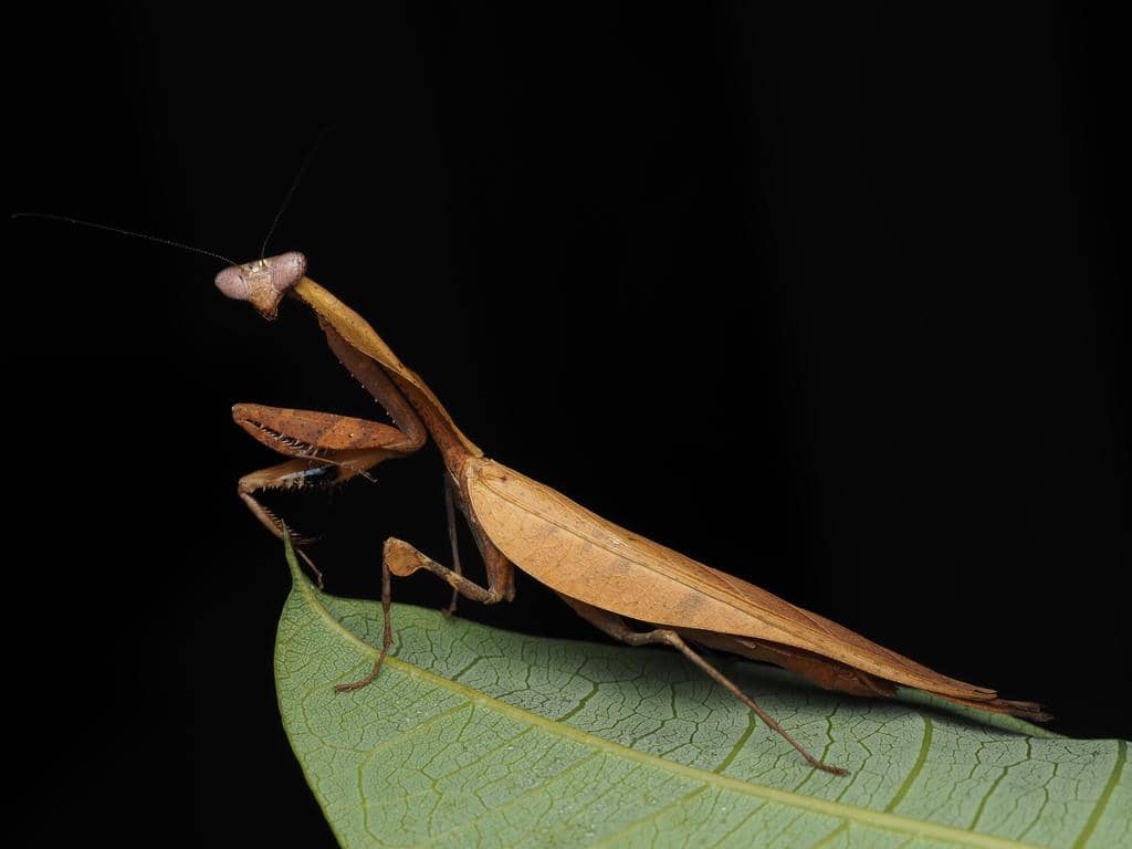 Belalang Deroplatys truncata