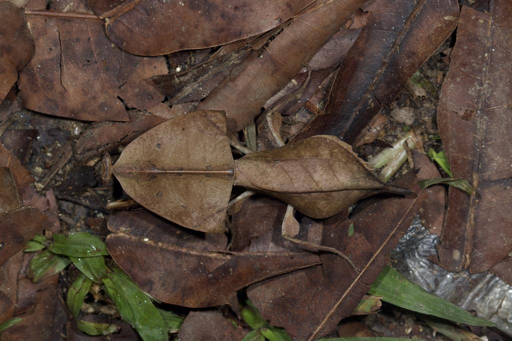Belalang Deroplatys truncata