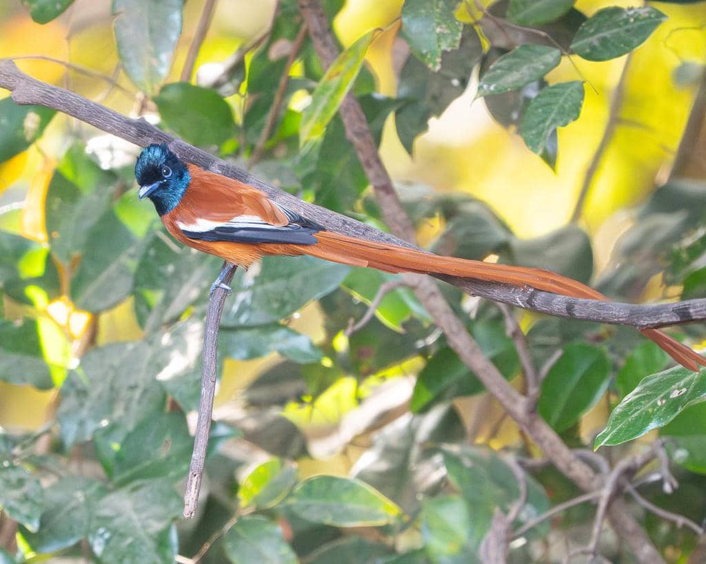 Burung Terpsiphone rufiventer