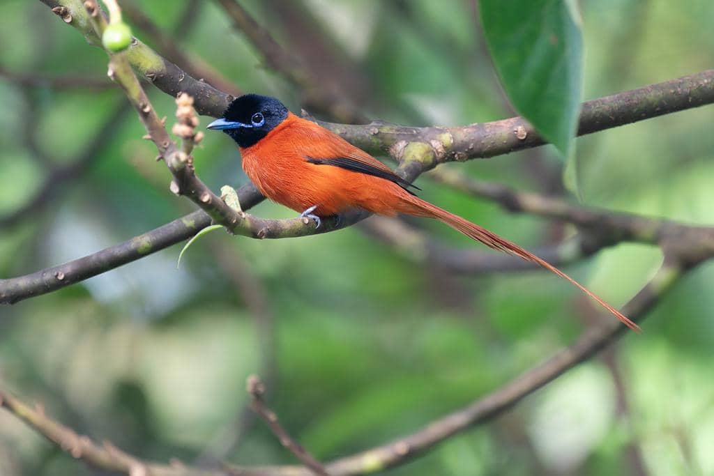 Burung Terpsiphone rufiventer