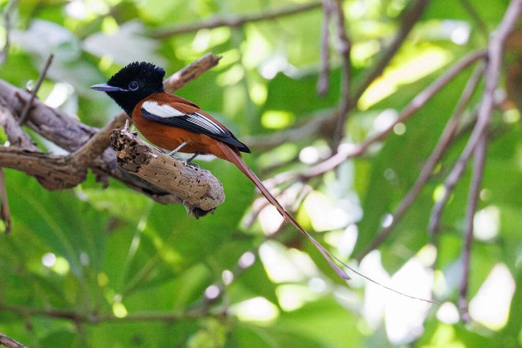 Burung Terpsiphone rufiventer