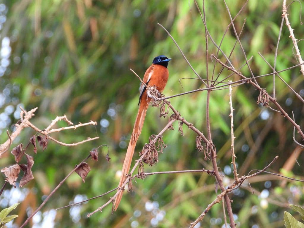 Burung Terpsiphone rufiventer