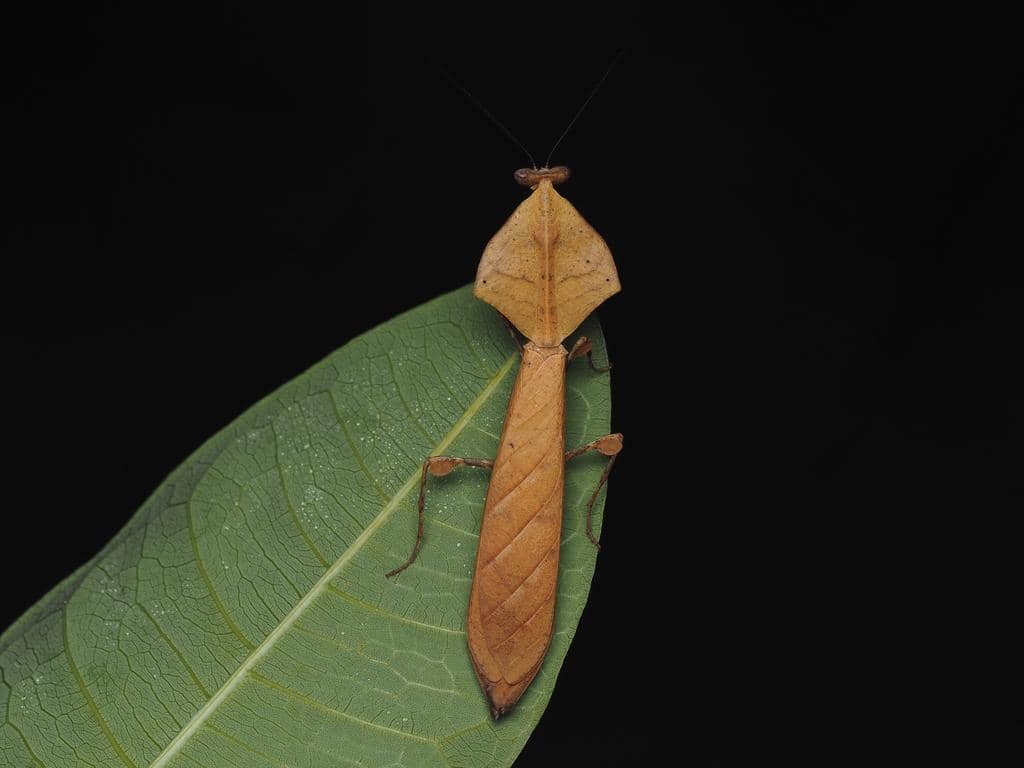 5 Fakta Deroplatys Truncata, Belalang Sembah yang Mirip Daun Kering