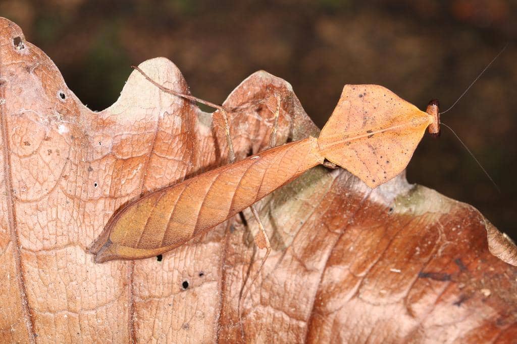 Belalang Deroplatys truncata