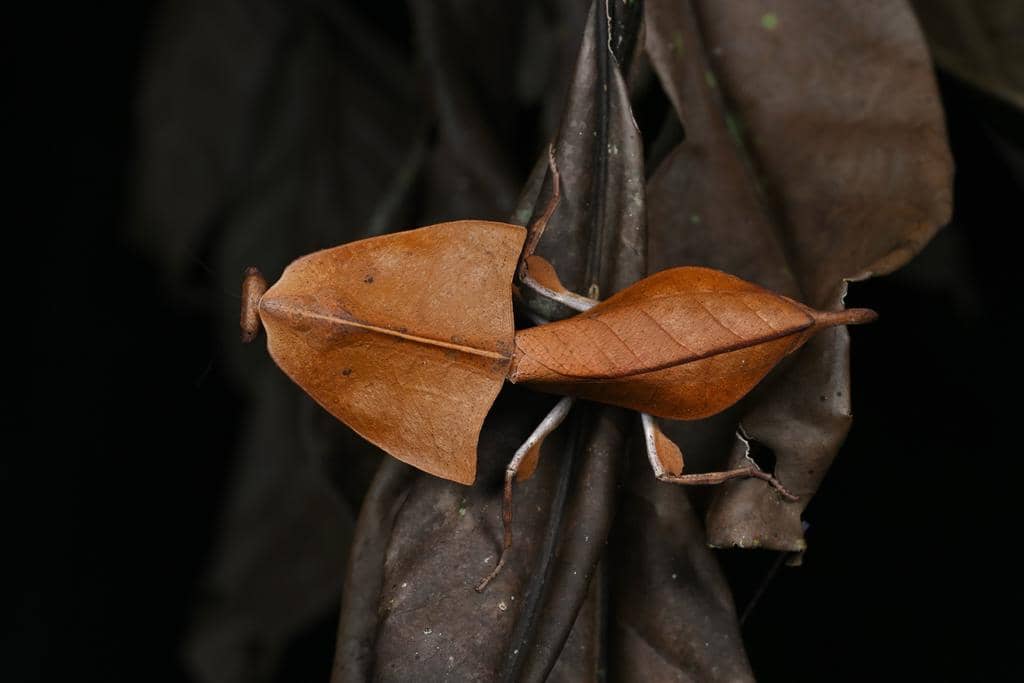 Belalang Deroplatys truncata