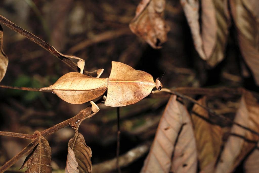 Belalang Deroplatys truncata