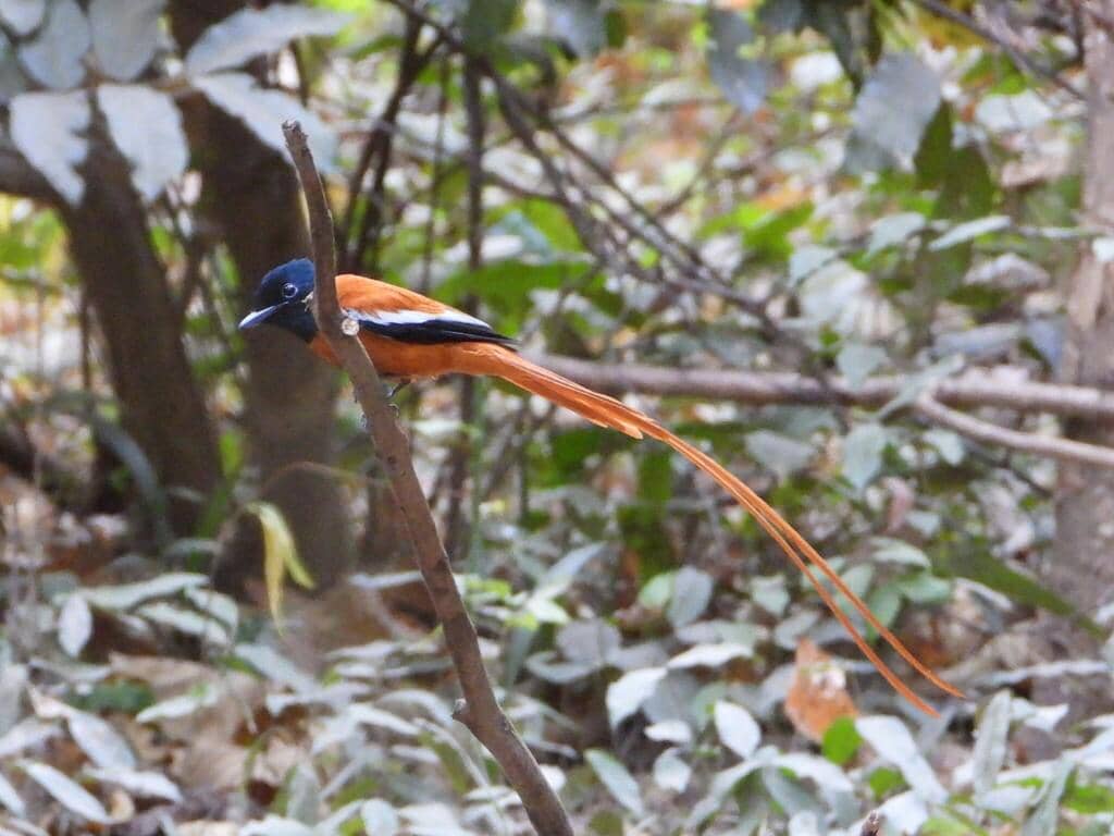 Burung Terpsiphone rufiventer