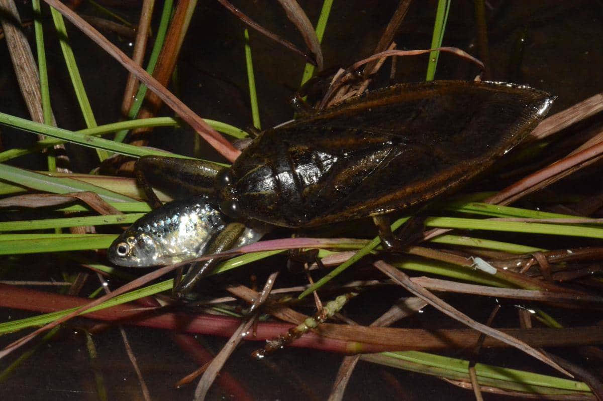 Spesies Lethocerus cordofanus tengah memangsa seekor ikan.