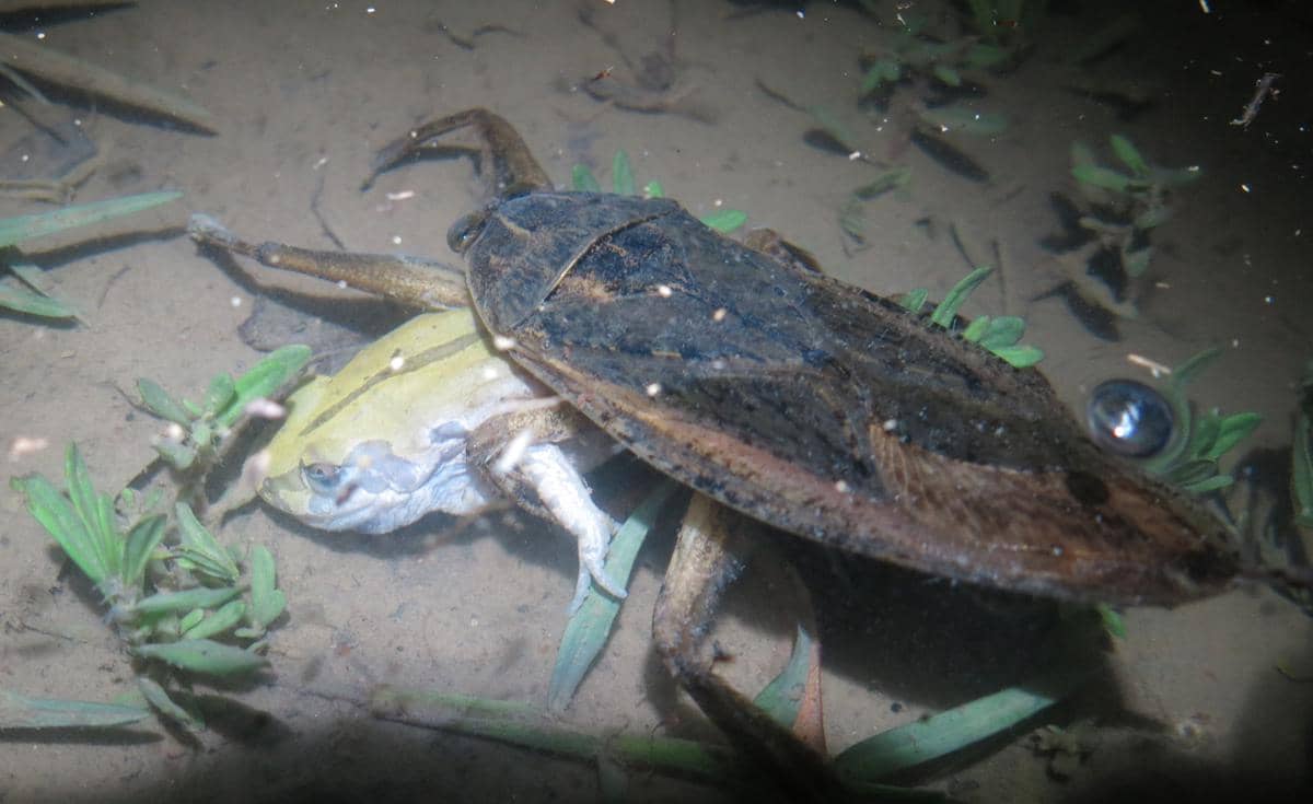 Spesies Lethocerus cordofanus tengah memangsa seekor katak.