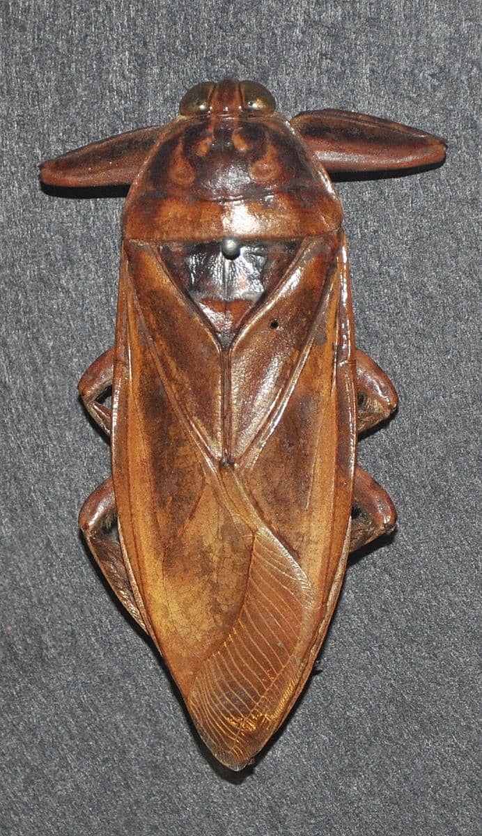 Spesies Lethocerus grandis asal Amerika Selatan.