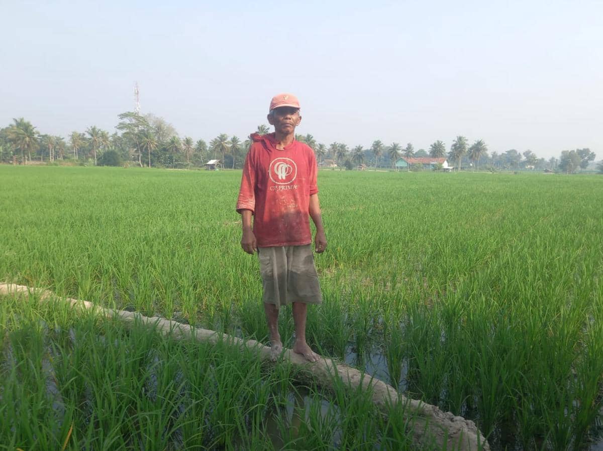 Nestapa Petani Lamsel Hadapi El Nino, Sawah Terancam Kekeringan