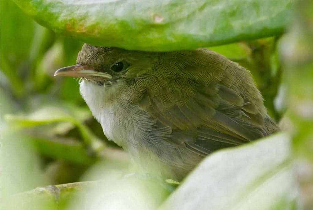 Millerbird nihoa