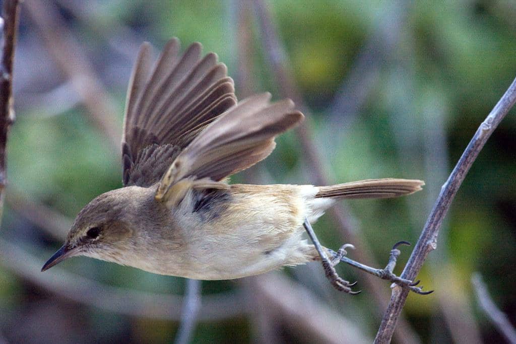 Millerbird nihoa